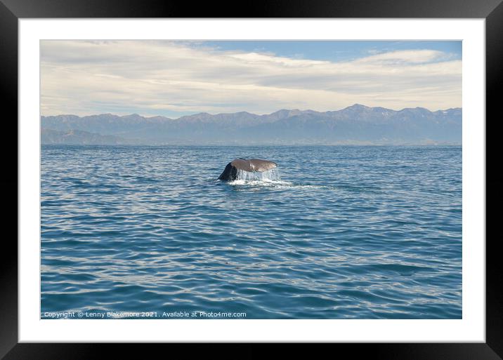 Sperm Whale  Framed Mounted Print by Lenny Blakemore
