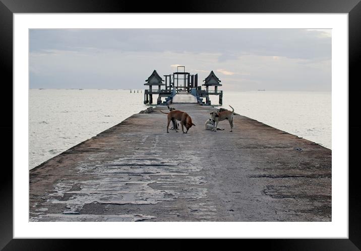 street dogs on the bridge, which leads to the never finished and abandoned Thai temple right on the Gulf in Thailand in the province of Chonburi Framed Mounted Print by Wilfried Strang