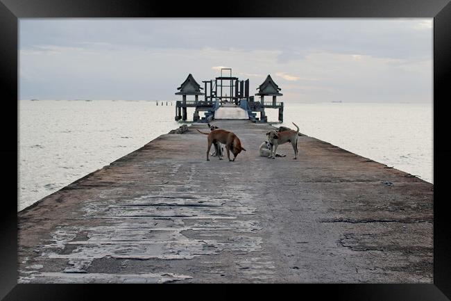 street dogs on the bridge, which leads to the never finished and abandoned Thai temple right on the Gulf in Thailand in the province of Chonburi Framed Print by Wilfried Strang