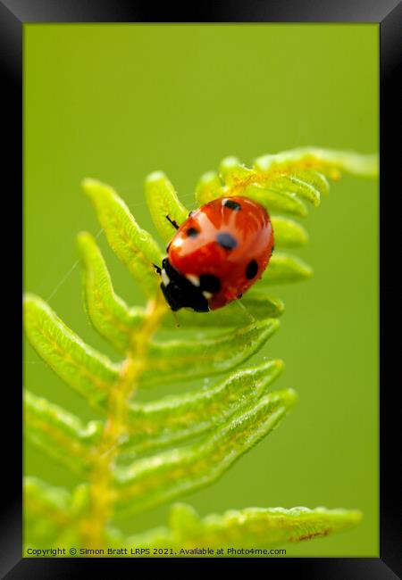 Ladybird bug close up on fern Framed Print by Simon Bratt LRPS