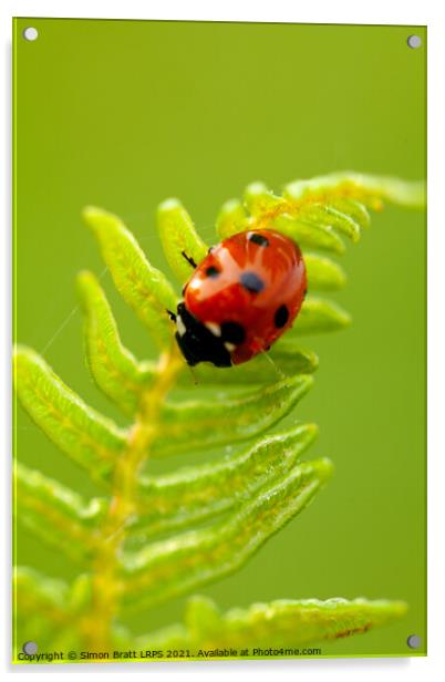 Ladybird bug close up on fern Acrylic by Simon Bratt LRPS