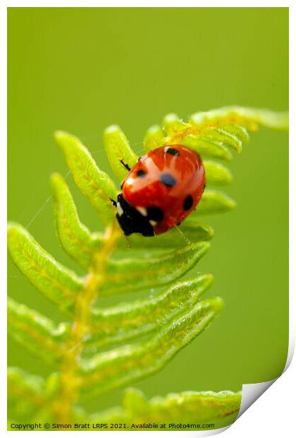 Ladybird bug close up on fern Print by Simon Bratt LRPS