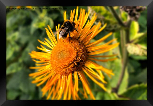 The Pollen Gatherer Framed Print by Jim Jones