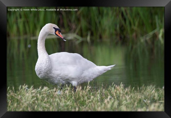 Swan with feather in beak Framed Print by Kevin White