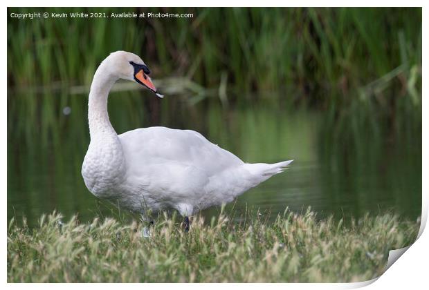 Swan with feather in beak Print by Kevin White