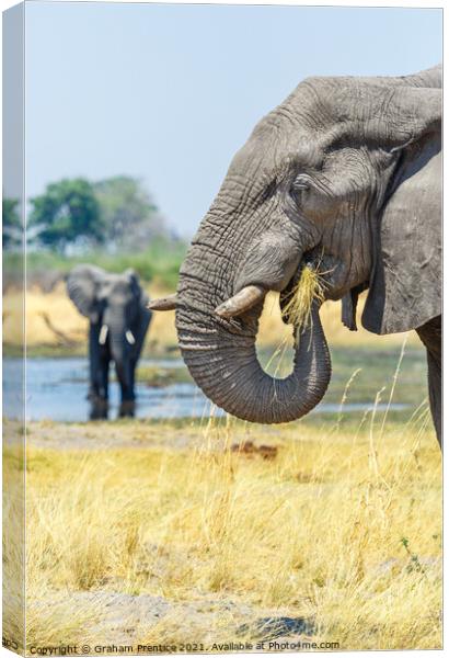 African Bush Elephant Feeding Canvas Print by Graham Prentice
