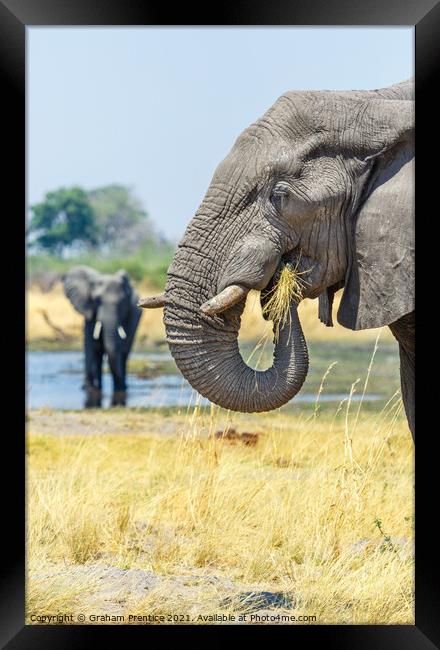 African Bush Elephant Feeding Framed Print by Graham Prentice