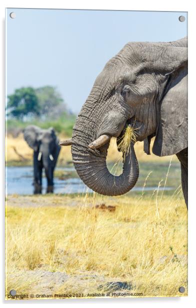 African Bush Elephant Feeding Acrylic by Graham Prentice