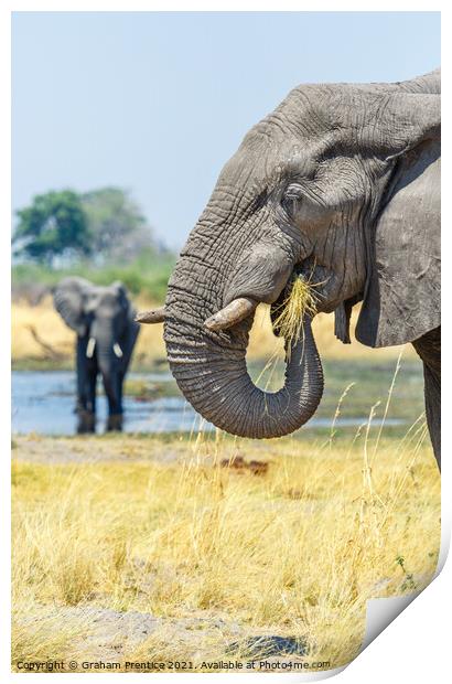 African Bush Elephant Feeding Print by Graham Prentice