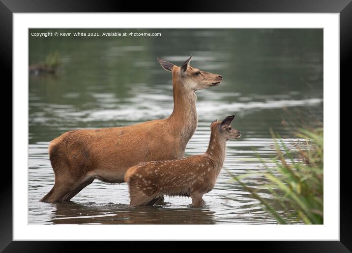 Doe with fawn Framed Mounted Print by Kevin White