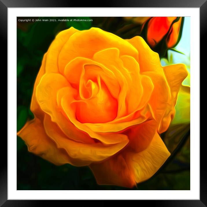 Yellow Rose (Digital Art) Framed Mounted Print by John Wain