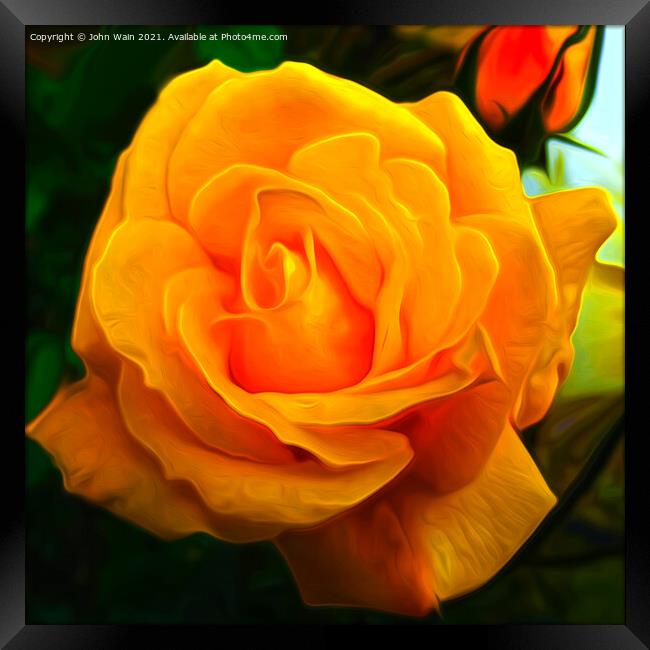 Yellow Rose (Digital Art) Framed Print by John Wain