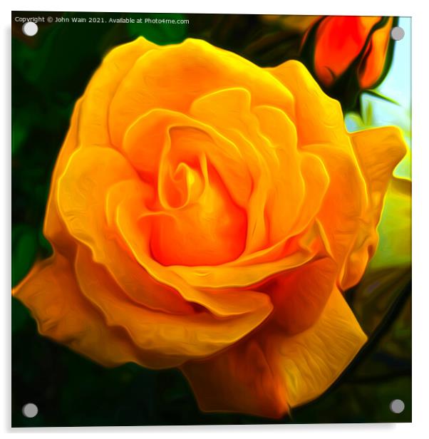 Yellow Rose (Digital Art) Acrylic by John Wain