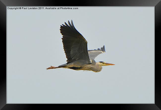 Gray Heron in Flight 3 Framed Print by Paul Leviston