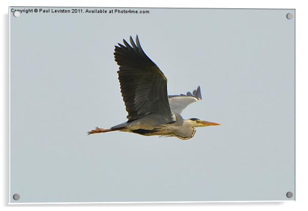 Gray Heron in Flight 3 Acrylic by Paul Leviston