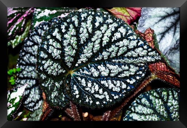 Dark shadows Begonia  Framed Print by Lucas D'Souza