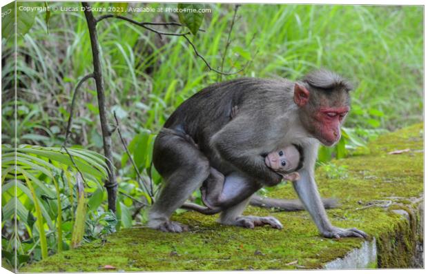 Monkey protecting its baby Canvas Print by Lucas D'Souza