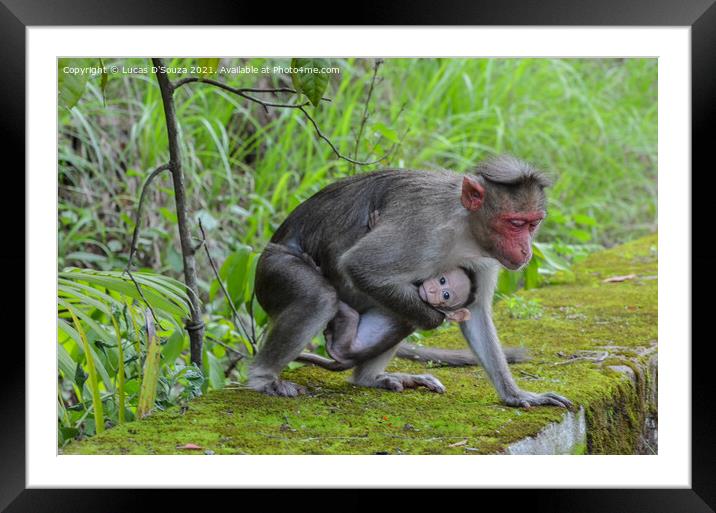 Monkey protecting its baby Framed Mounted Print by Lucas D'Souza