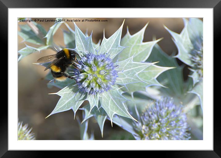 Bee And The Sea Holly Framed Mounted Print by Paul Leviston