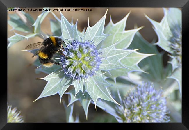 Bee And The Sea Holly Framed Print by Paul Leviston