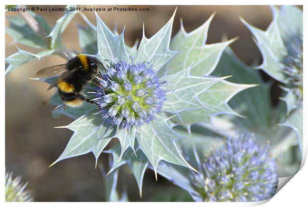 Bee And The Sea Holly Print by Paul Leviston