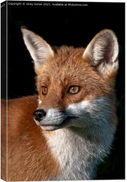 A close up of a fox in the evening sun Canvas Print by Vicky Outen