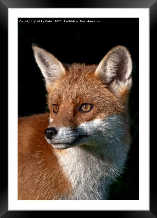 A close up of a fox in the evening sun Framed Mounted Print by Vicky Outen