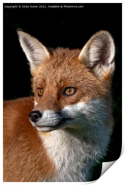 A close up of a fox in the evening sun Print by Vicky Outen