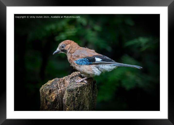 A juvenile jay perched on a tree stump Framed Mounted Print by Vicky Outen