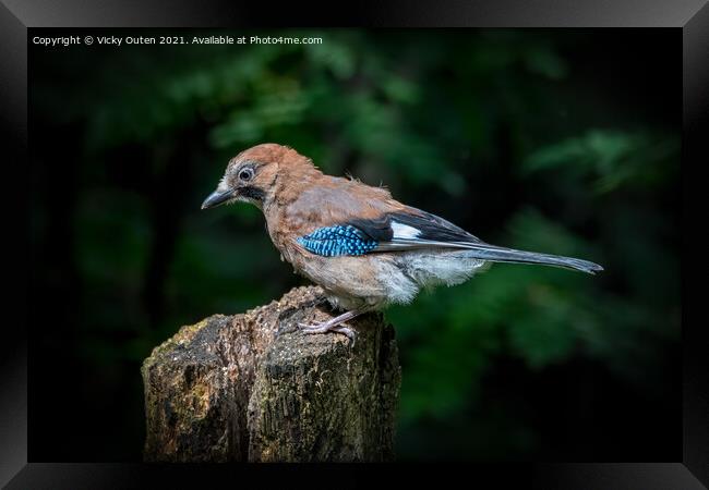 A juvenile jay perched on a tree stump Framed Print by Vicky Outen