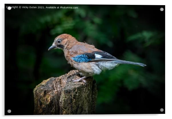 A juvenile jay perched on a tree stump Acrylic by Vicky Outen