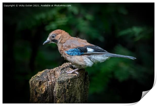 A juvenile jay perched on a tree stump Print by Vicky Outen