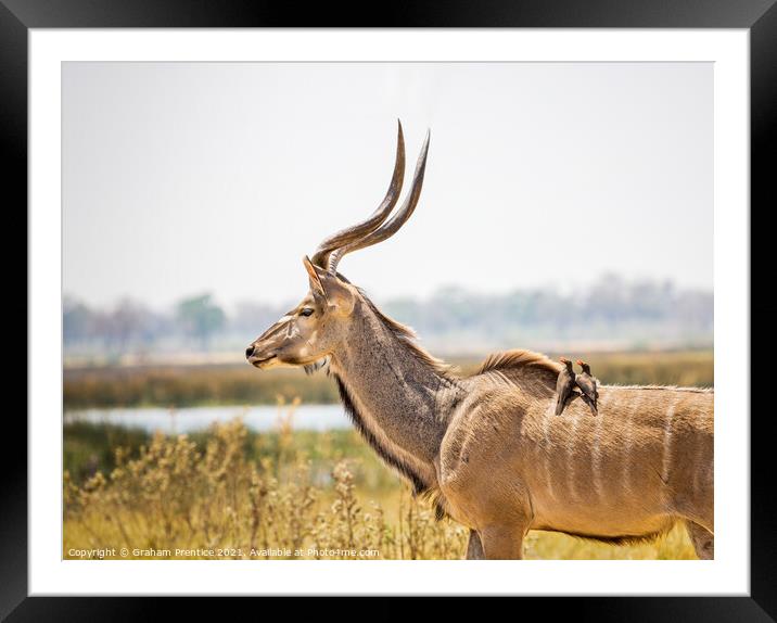 Kudu with Oxpeckers Framed Mounted Print by Graham Prentice