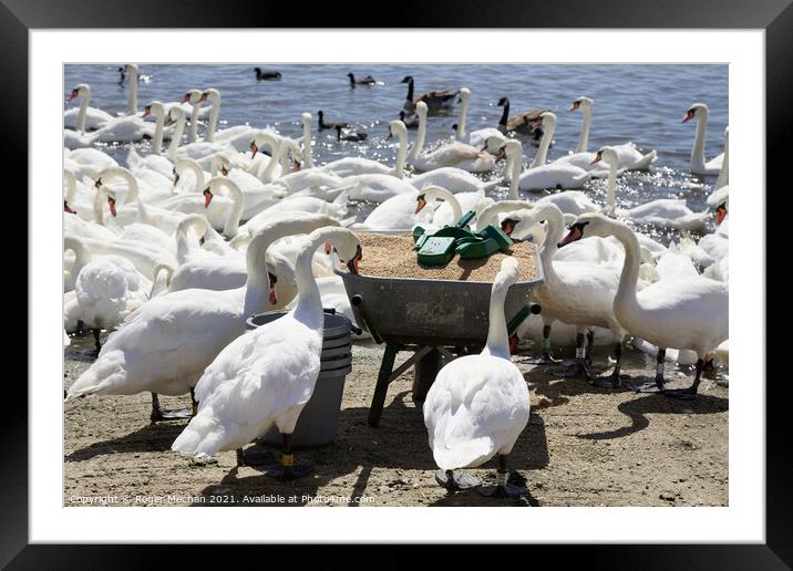 Graceful Swans Feast Framed Mounted Print by Roger Mechan
