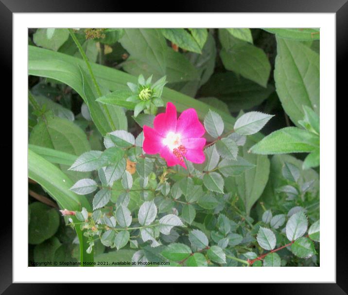 Small pink rose Framed Mounted Print by Stephanie Moore