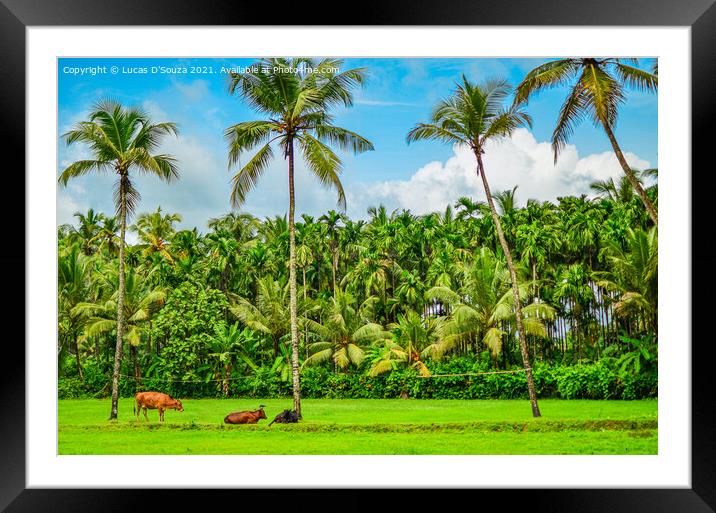 Coconut and areca nut farming Framed Mounted Print by Lucas D'Souza