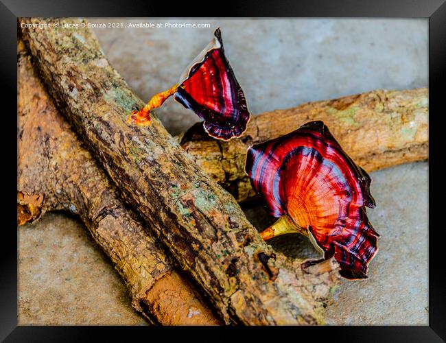 Velvet-top fungus on dead wood Framed Print by Lucas D'Souza