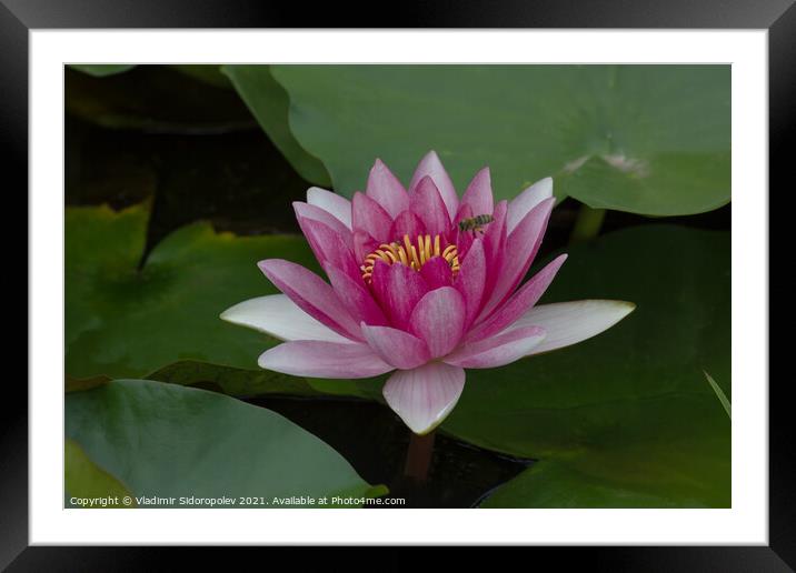 Water lily in a garden Framed Mounted Print by Vladimir Sidoropolev