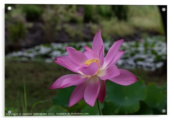 Lotus in a garden Acrylic by Vladimir Sidoropolev