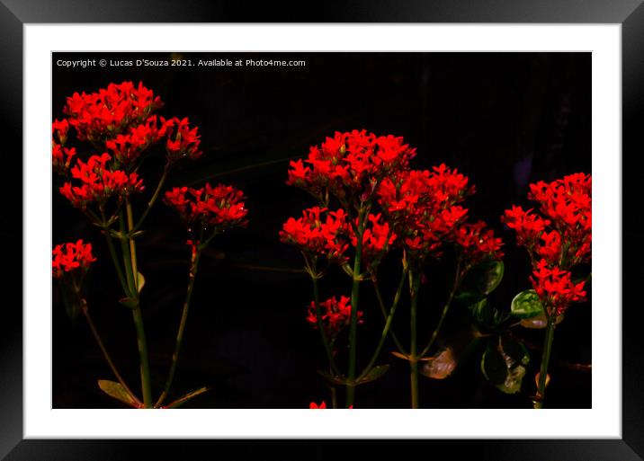 Florist kalanchoe flowers Framed Mounted Print by Lucas D'Souza