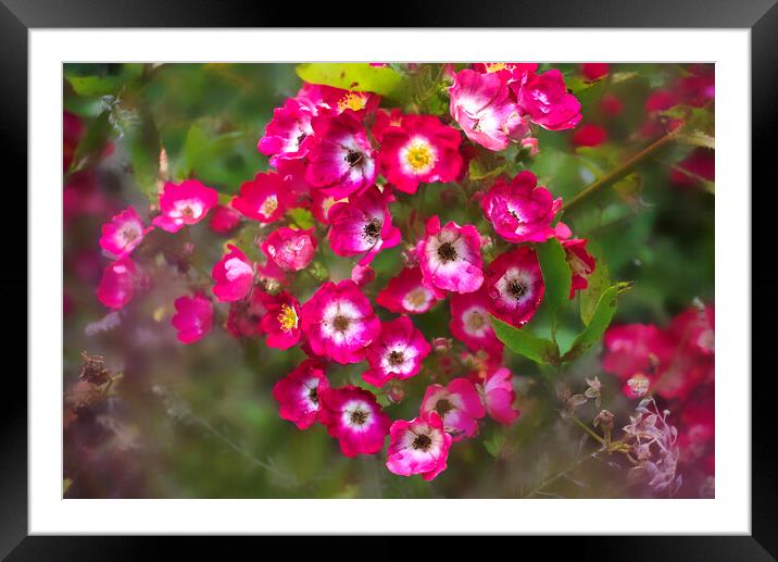 Pink Roses Framed Mounted Print by Alison Chambers