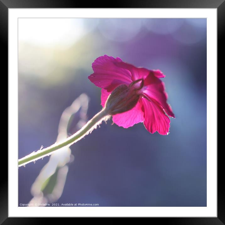 Sunlit Cerise Flower Dawn Framed Mounted Print by Imladris 