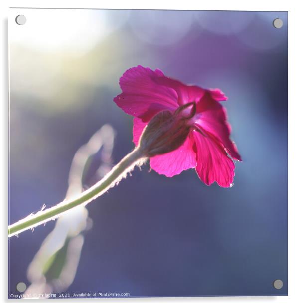 Sunlit Cerise Flower Dawn Acrylic by Imladris 