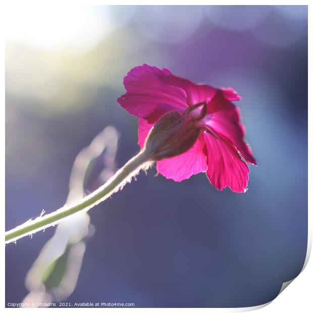 Sunlit Cerise Flower Dawn Print by Imladris 