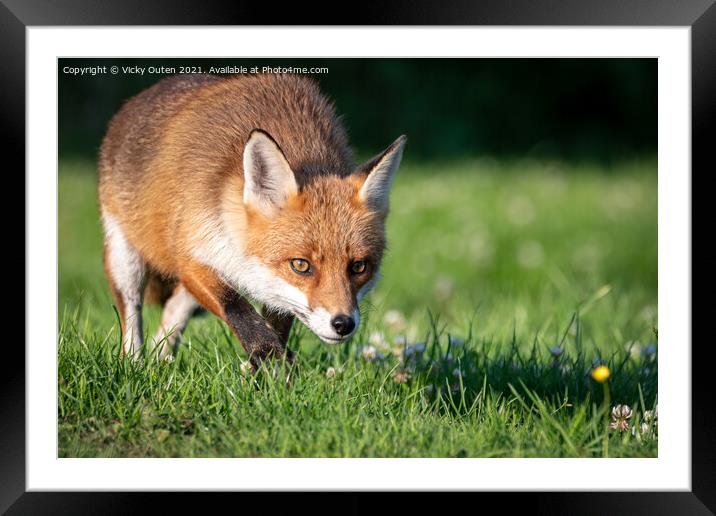 A red fox on the prowl  Framed Mounted Print by Vicky Outen