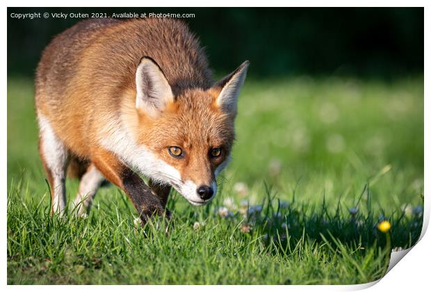 A red fox on the prowl  Print by Vicky Outen