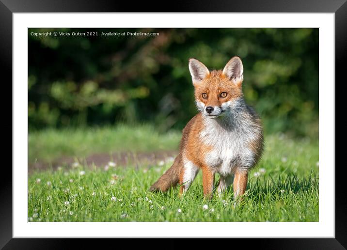 A beautiful vixen fox standing in the grass  Framed Mounted Print by Vicky Outen