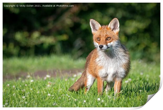 A beautiful vixen fox standing in the grass  Print by Vicky Outen