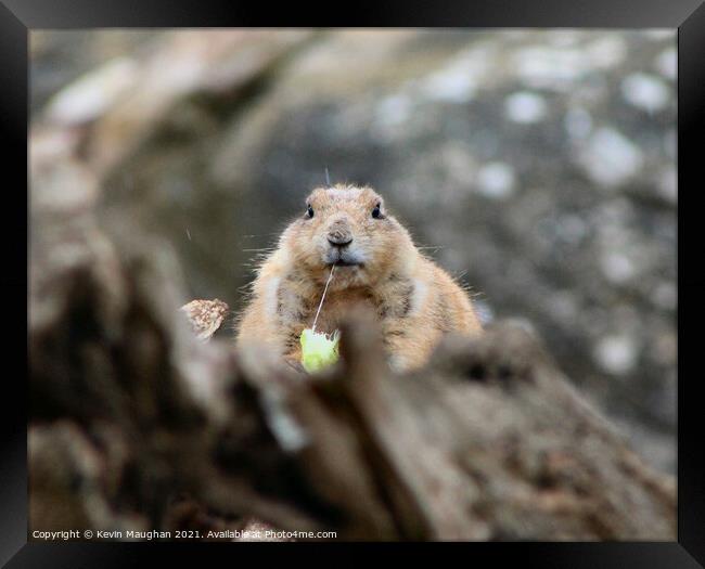 Black Tailed Prairie Dog Framed Print by Kevin Maughan