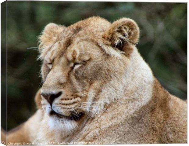 Majestic Asiatic Lion Resting Peacefully Canvas Print by Kevin Maughan
